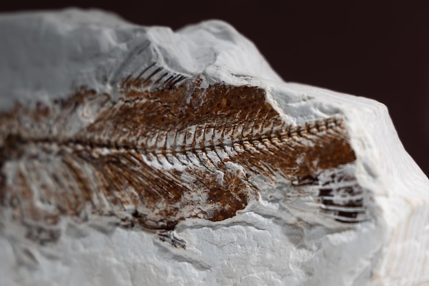 Fósil prehistórico de un esqueleto de pez en una piedra blanca encontrada en el territorio de la Armenia moderna