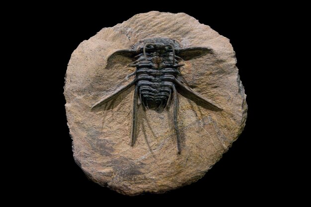 El fósil de un trilobito extinto en una exposición de museo