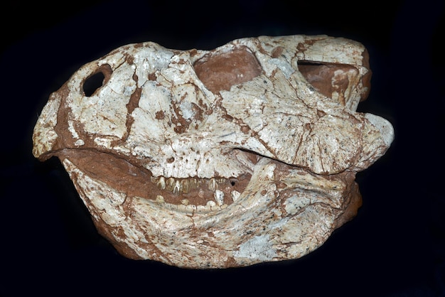 Fósiles de Protoceratops encontrados en el desierto de Gobi en Mongolia