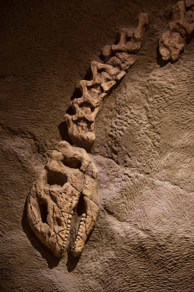 Foto fóssil de dinossauro