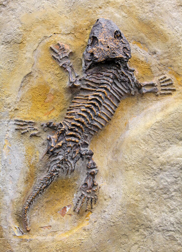 Foto fóssil de réptil animal fossilizado