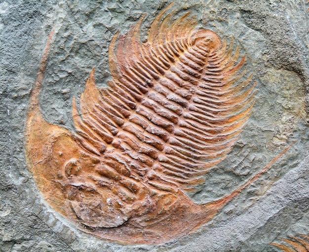 Fóssil de trilobita animal fossilizado