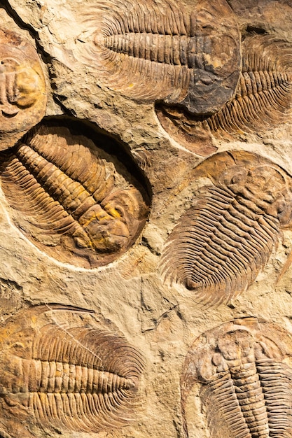 Fossil des Trilobiten Acadoparadoxides briareus alten versteinerten Arthropoden auf Felsen