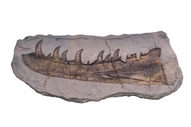 Fossil mit Beschneidungspunkt