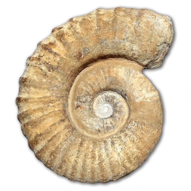 Foto fossil spirale schnecke stein echte alte versteinerte muschel