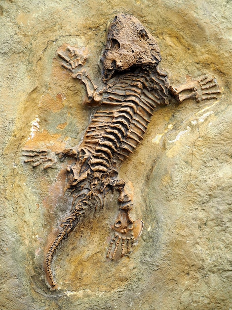 Fossilien auf Gestein