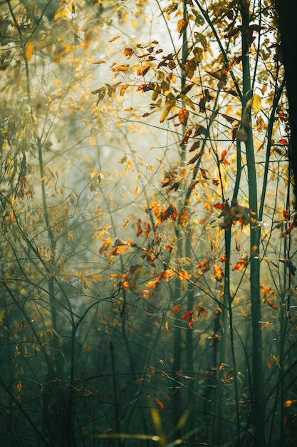 Foto desde abajo del cielo y el árbol otoñal