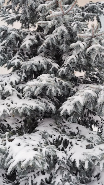 foto de abeto en la calle en la nieve