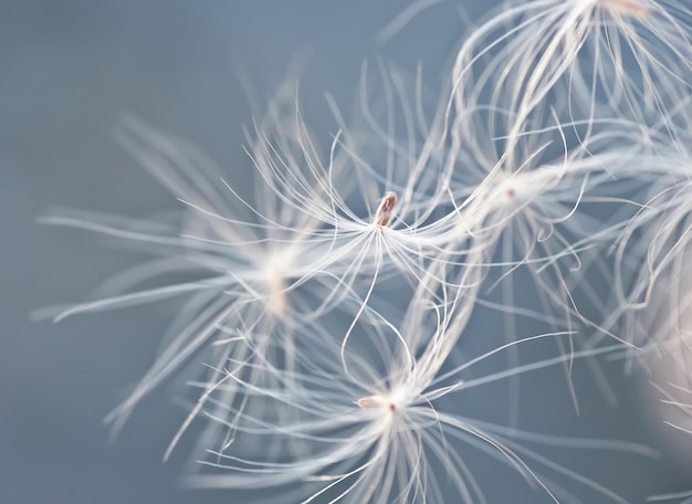 Foto abstracta de pluma blanca