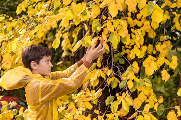 Foto de adolescente en un impermeable amarillo entre hojas de otoño, caminando en el parque, recogiendo hojas