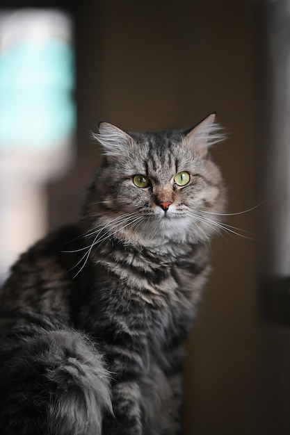 Foto de adorable gato coon principal sentado en la mesa sobre la sala de estar ordenada Una mascota en concepto de hogar.