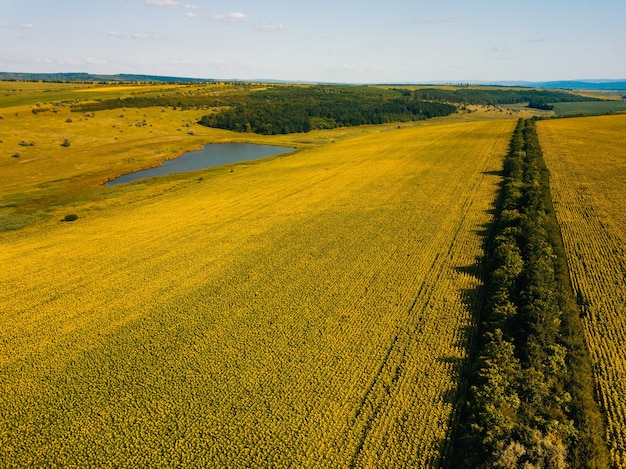 Foto aérea de un campo lleno de girasoles cerca de un pequeño lago y una hilera de árboles.