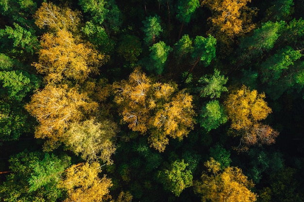 Foto aérea da bela floresta de outono