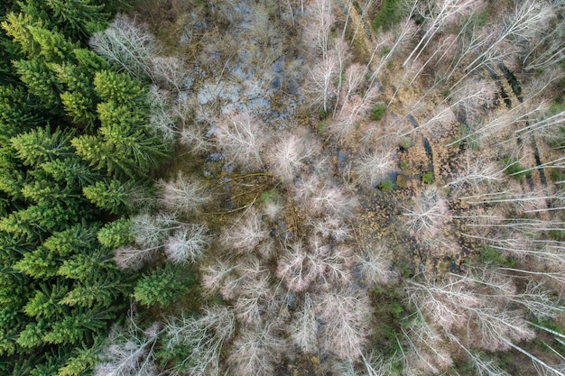 Foto aérea de bétulas e abetos