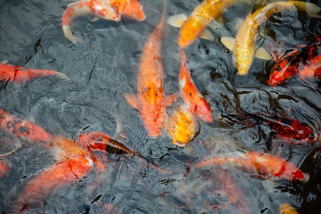 Foto aérea de peixes koi coloridos reunidos todos na água