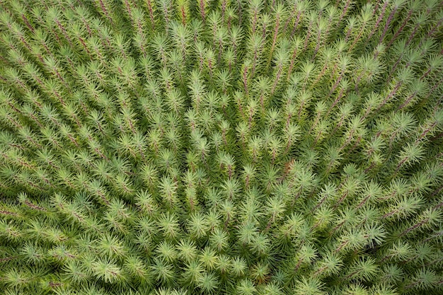 Foto aérea de plantas suculentas verdes comuns