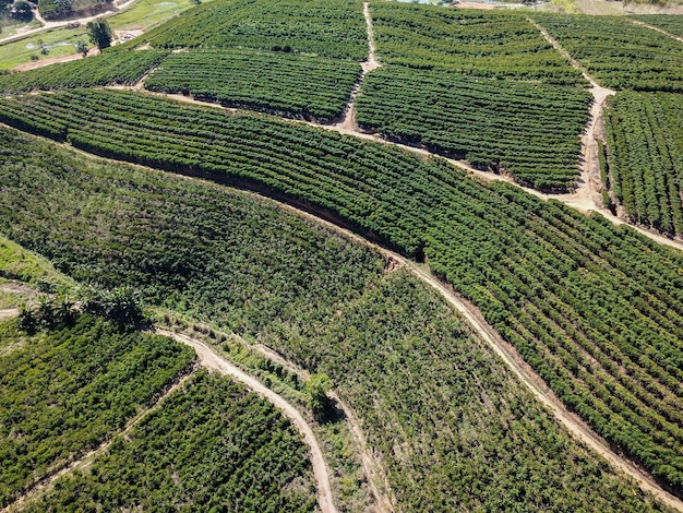 Foto aérea de um campo de plantação de café