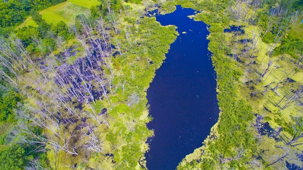 Foto aérea de um lago azul cercado por gramíneas e árvores brancas e magras