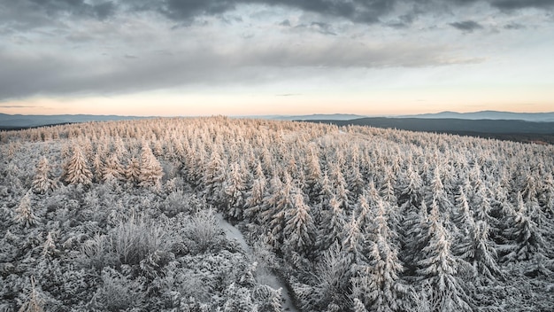 Foto aérea de uma floresta de coníferas nevada durante o nascer do sol