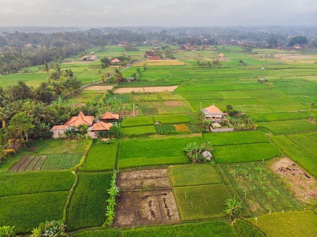 Foto aérea de vista superior de drone voador de campos de arroz verde na zona rural Terra com plantas cultivadas de arroz Bali Indonésia