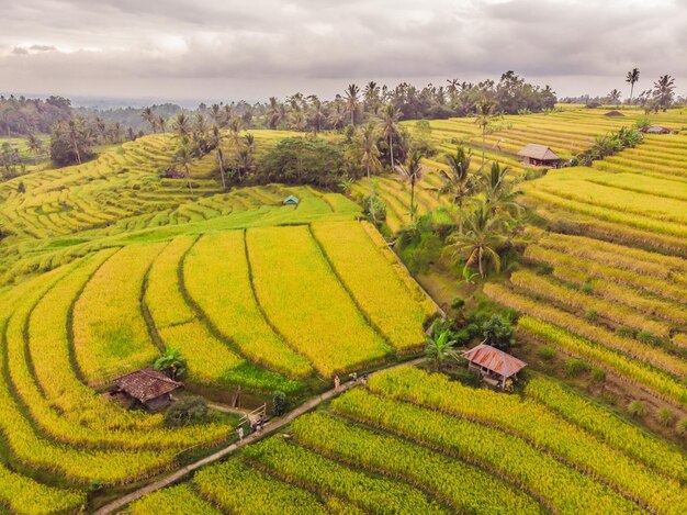 Foto aérea de vista superior de drone voador de campos de arroz verde na zona rural Terra com plantas cultivadas de arroz Bali Indonésia