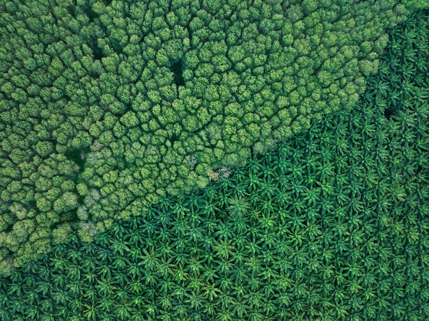 Foto aérea de vista superior do palmeiral com árvores verdes florestapalmeiro e sombras de palmeirasIncrível fundo de árvores naturais