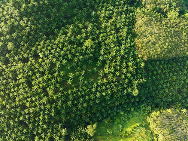 Foto aérea de vista superior do palmeiral com árvores verdes florestapalmeiro e sombras de palmeirasIncrível fundo de árvores naturais