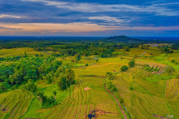 Foto aérea do panorama natural da vista matinal da Indonésia em belos campos de arroz