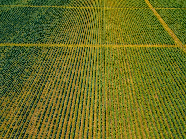 Foto aérea de drones de viñedos en europa, viticultura y plantación