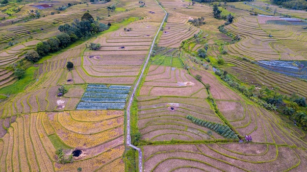 Foto aérea del panorama natural de los vastos campos de arroz de Indonesia después de la cosecha