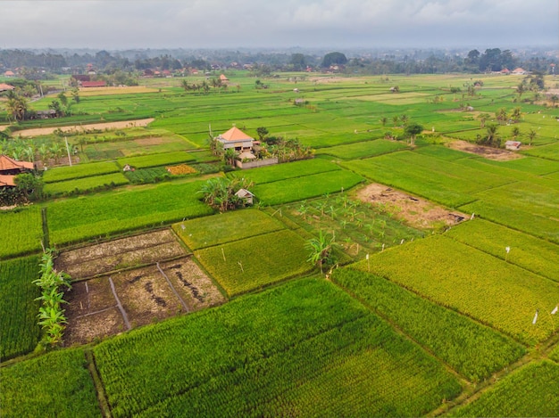 Foto aérea de la parte superior de un dron volador de campos de arroz verde en el campo Tierra con plantas cultivadas de arroz. Bali, Indonesia.