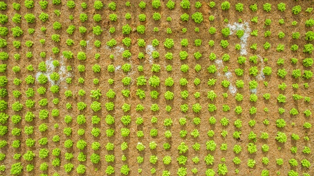 Foto aérea de la vista superior del abejón volador de la plantación de huerta