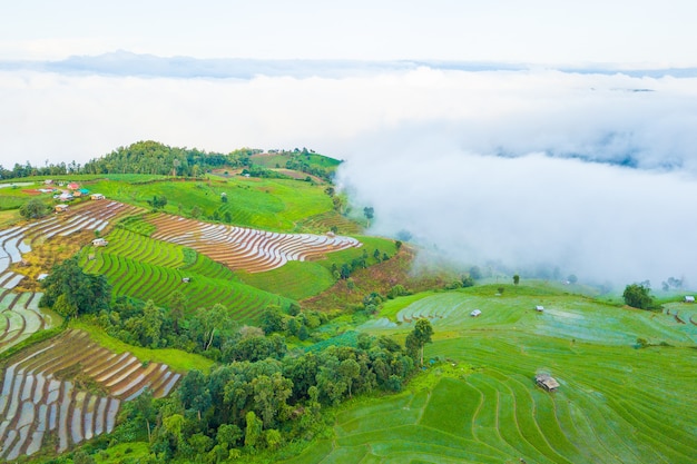 Foto aérea de la vista superior del vuelo del abejón de los campos verdes del arroz en campo