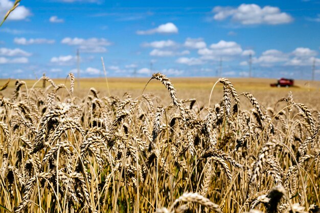 Foto agricultura Europa