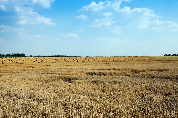 Foto agricultura Europa