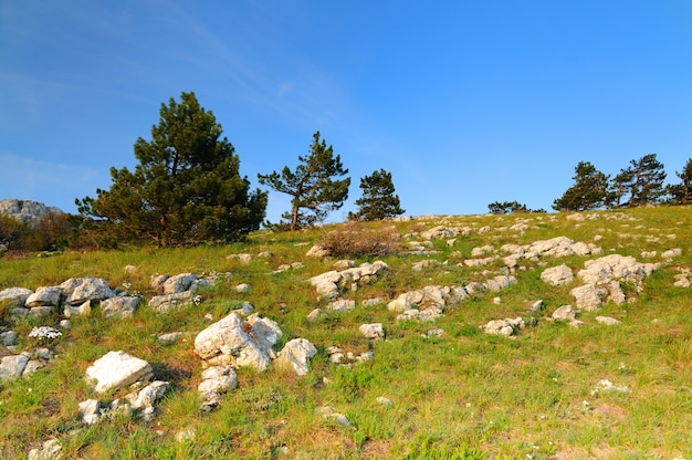 Foto al aire libre, pradera con hierba verde sembrada de grandes piedras y cantos rodados, cielo con nubes grises y árboles en segundo plano.