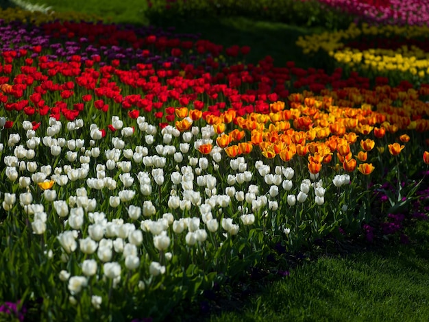 Foto aleek tulipanes de diferentes colores se ven hermosos
