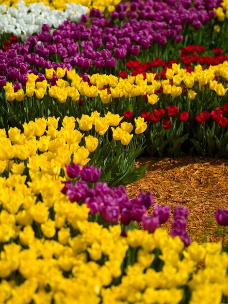 Foto Aleek-Tulpen in verschiedenen Farben sehen wunderschön aus