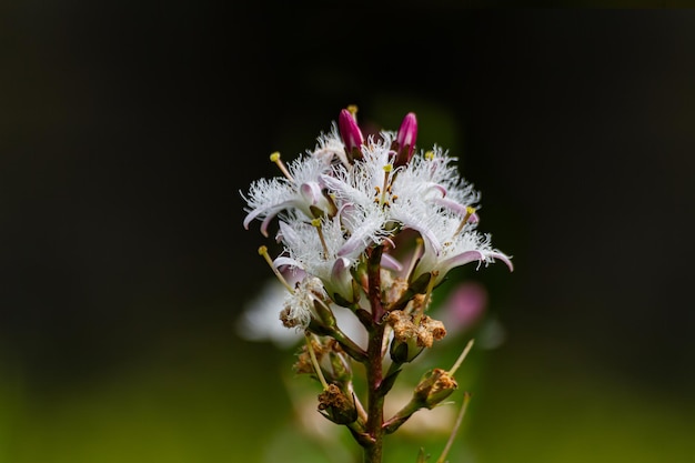 Foto foto de alta calidad de la semilla de pantano en flor menyanthes trifoliata