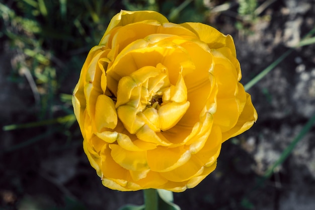 Foto del amante soleado del tulipán amarillo