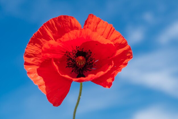 Foto de una amapola roja en primer plano contra un fondo de flor roja del cielo azul