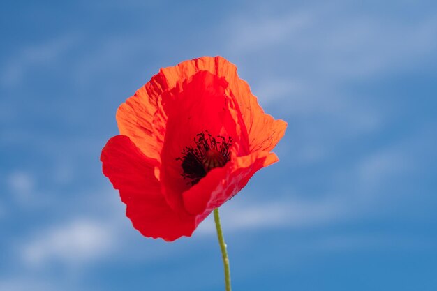 Foto de una amapola roja en primer plano contra un fondo de flor roja del cielo azul