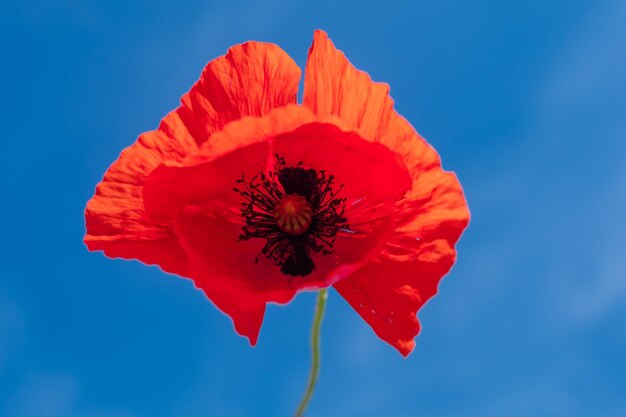 Foto de una amapola roja en primer plano contra un fondo de flor roja del cielo azul