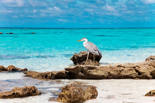 Foto foto de animales de vida silvestre de naturaleza de viaje con cielo azul y vista de follaje de palma verde