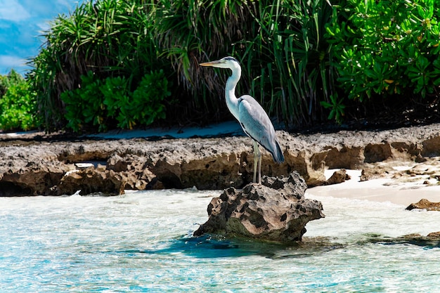 Foto de animales de vida silvestre de naturaleza de viaje con cielo azul y vista de follaje de palma verde