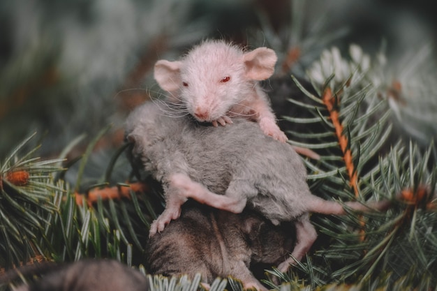 Foto de año nuevo de pequeñas ratas con curvas