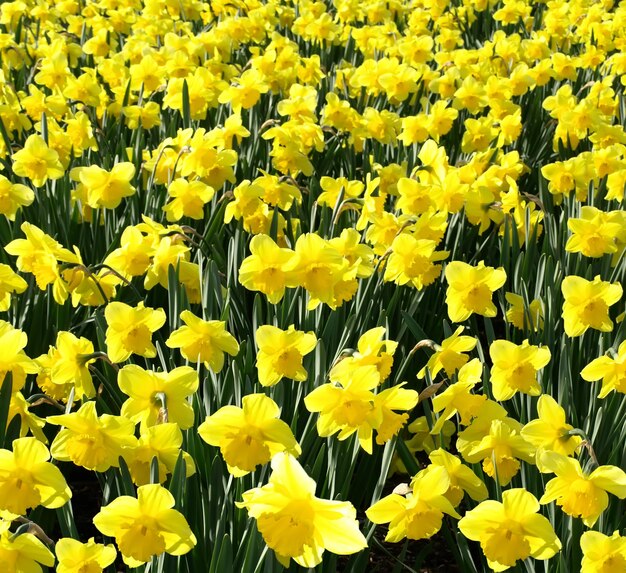 Foto ao ar livre de narcisos amarelos em um canteiro de flores bem cheio