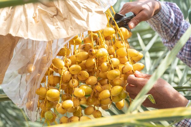 Foto aproximada Agricultor idoso asiático Segurando tâmaras amarelas frescas e colhendo produtos na plantação de palmeiras Conceito de agricultura Agricultor sênior com datas frescas