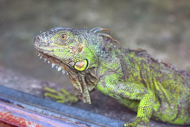 Foto aproximada da cabeça de iguana verde tirada através do vidro de proteção animal