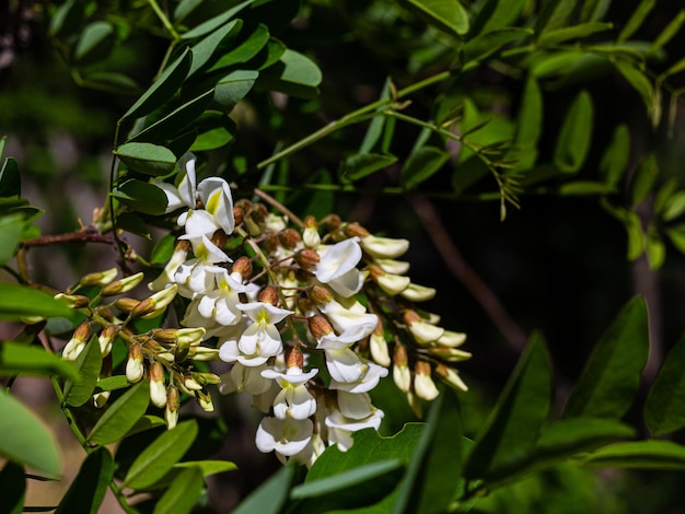 Foto aproximada da flor da árvore de acácia